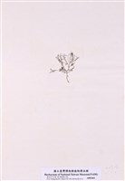 藏品(匍匐擬石花)的圖片